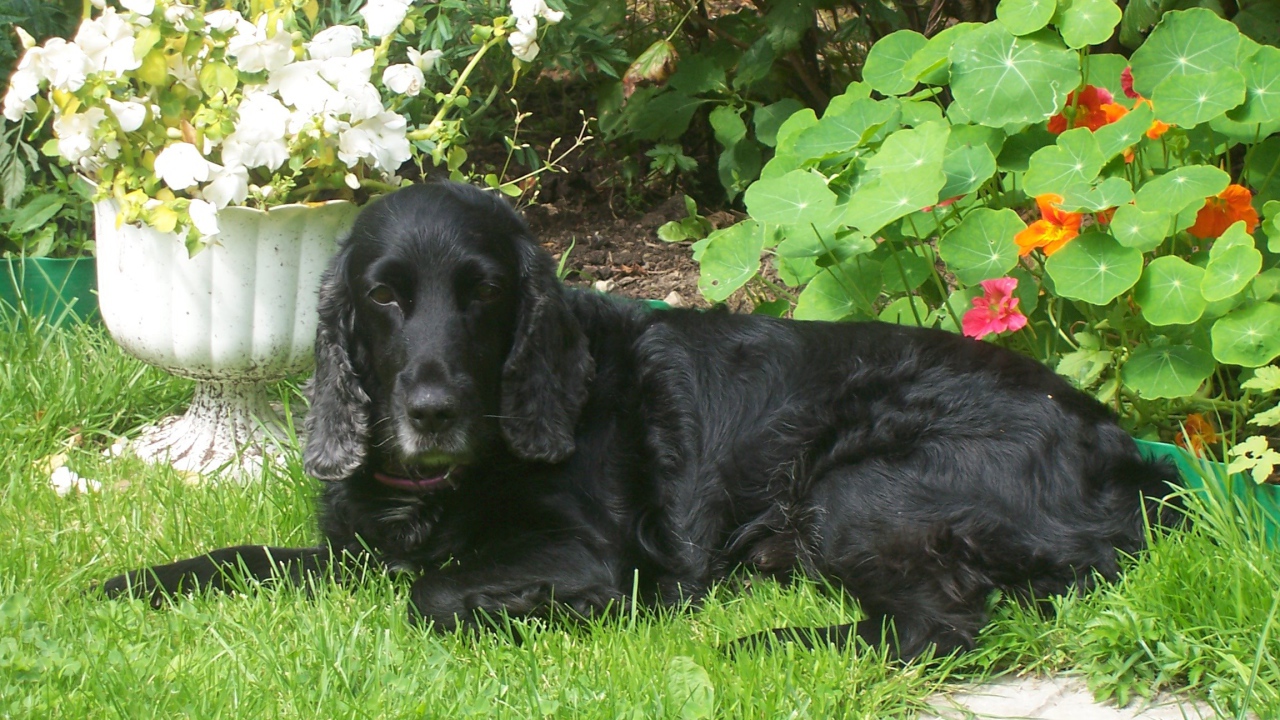 Черный спаниель лежит