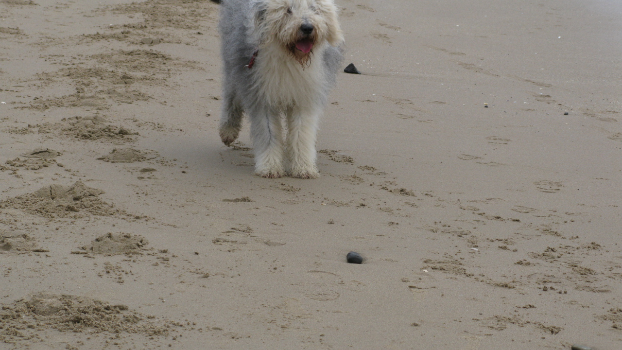 Собака бобтейл на пляже