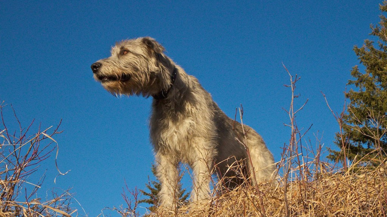 Порода собак ирландский волкодав