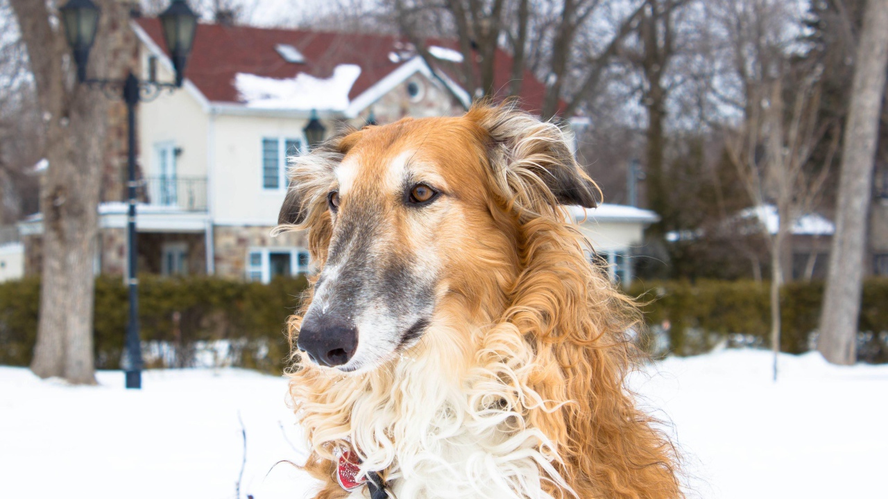 Коричневая борзая за городом
