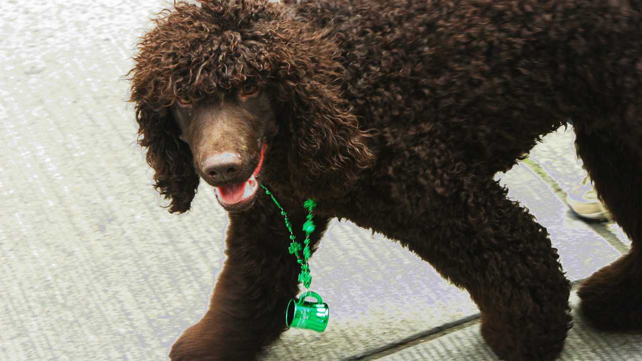 Коричневый ирландский водяной спаниель