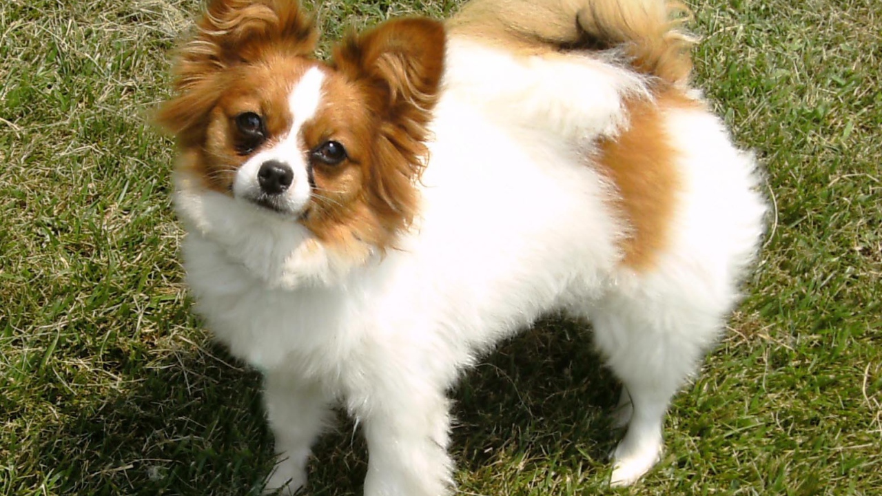 Бело коричневый папильон