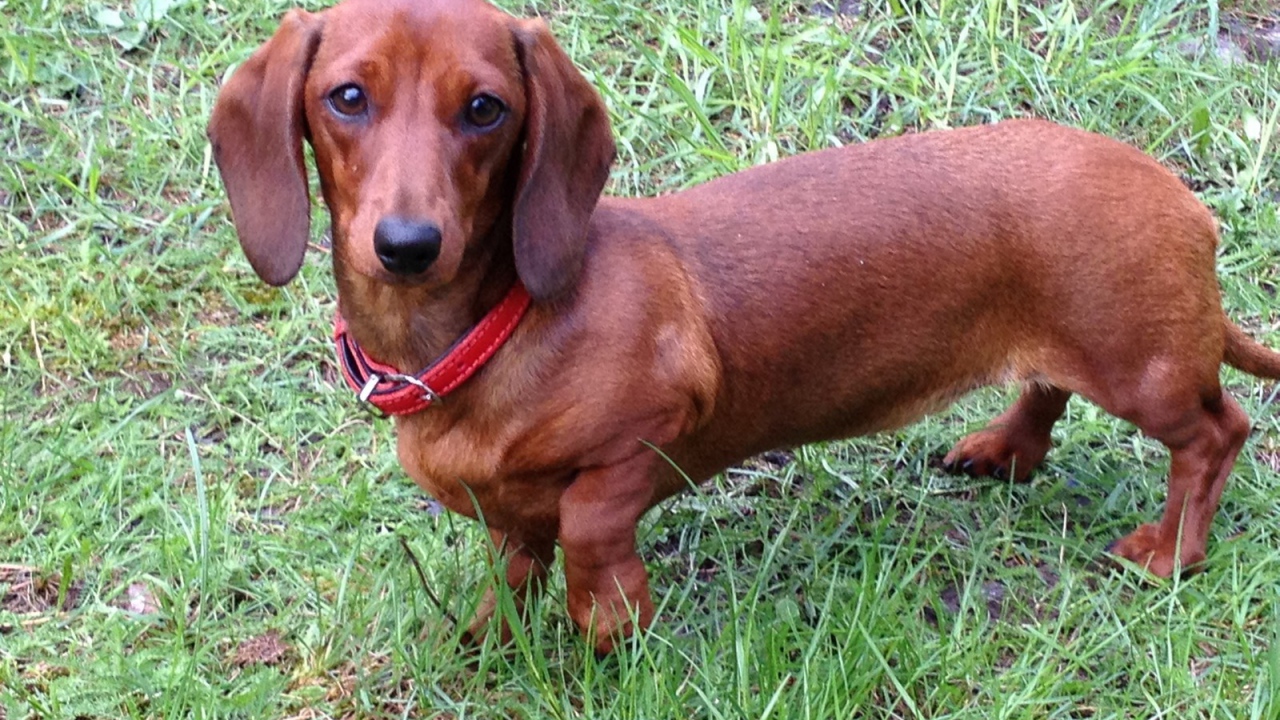 Коричневая такса на траве