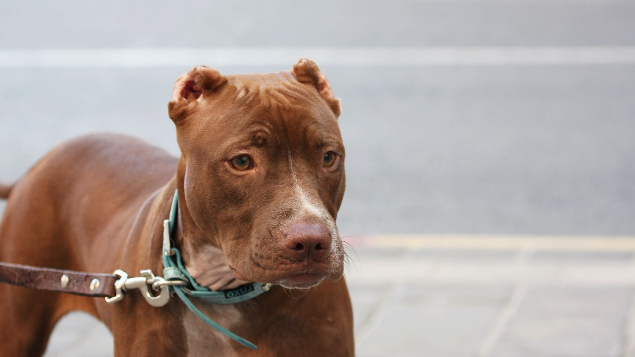 Коричневый питбуль на поводке