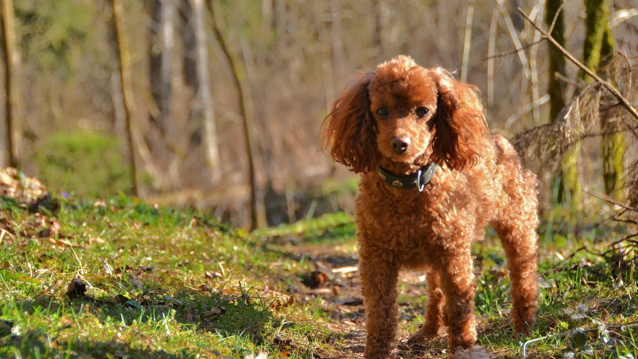 Коричневый пудель в лесу