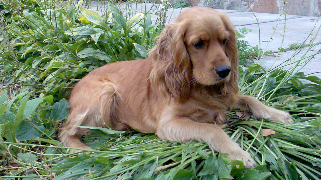 Коричневый спаниель на траве