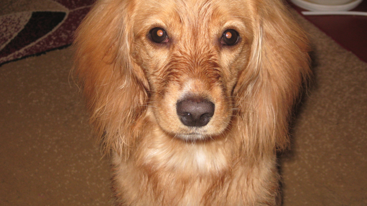 Горящие глаза спаниеля