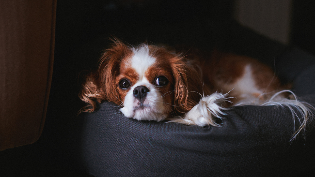 Кавалер кинг чарльз спаниель на пуфике