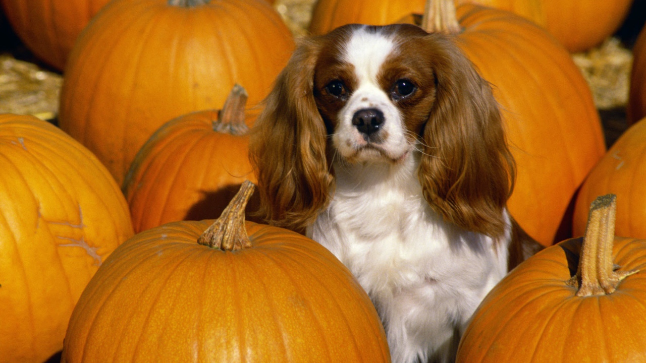 Кавалер Кинг Чарльз спаниель