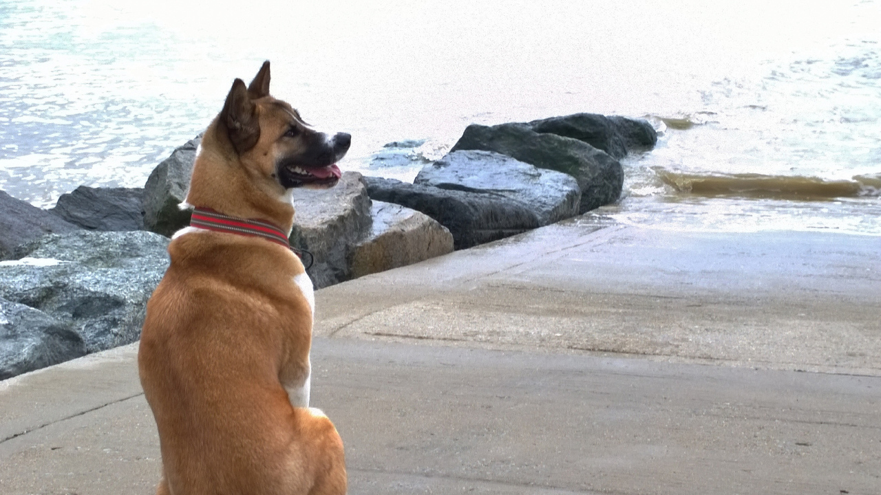 Веселый пес американская акита у воды