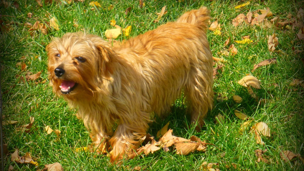 Веселый норфолк терьер