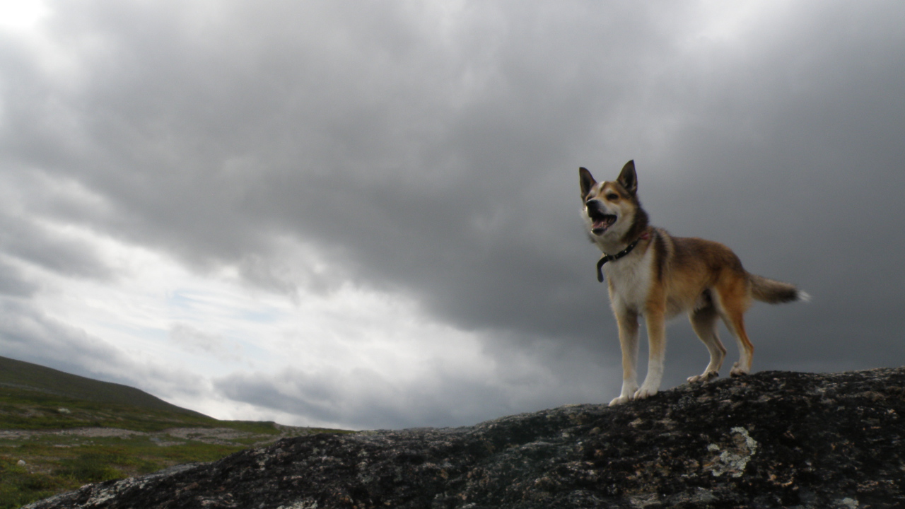 Веселый норвежский лундехунд