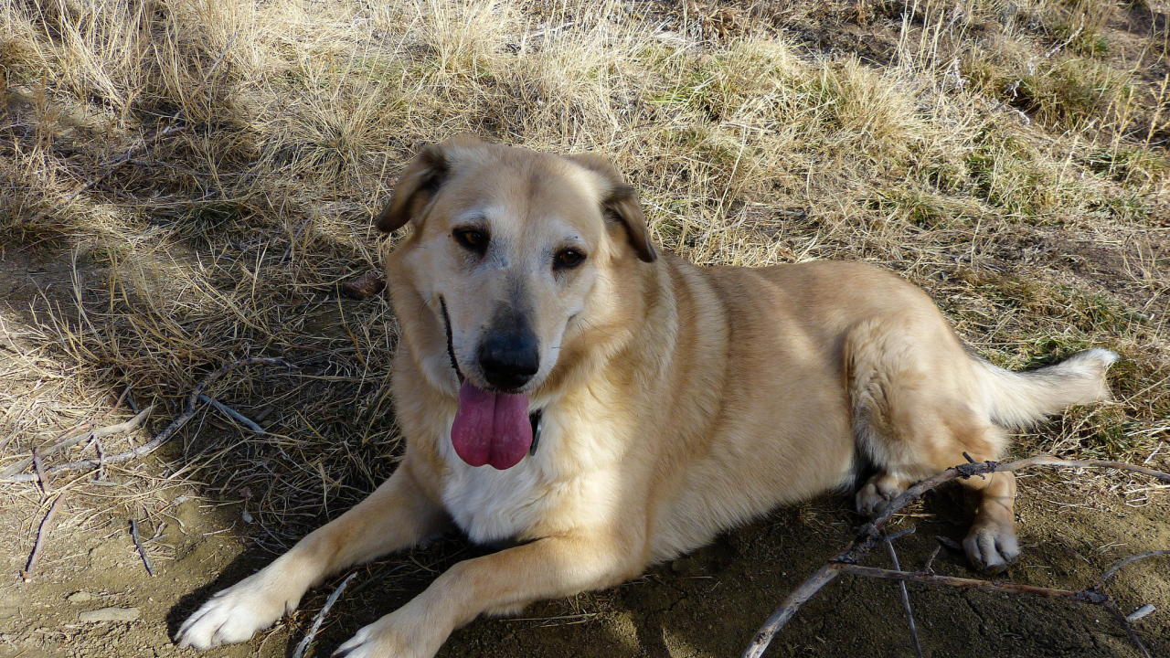 Веселая собака чинук