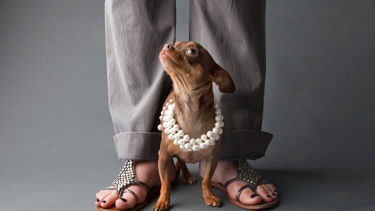 Чихуахуа у ног хозяйки