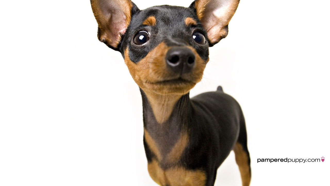 Собака чихуахуа смотрит вверх