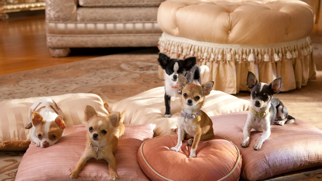 Собаки чихуахуа на подушках