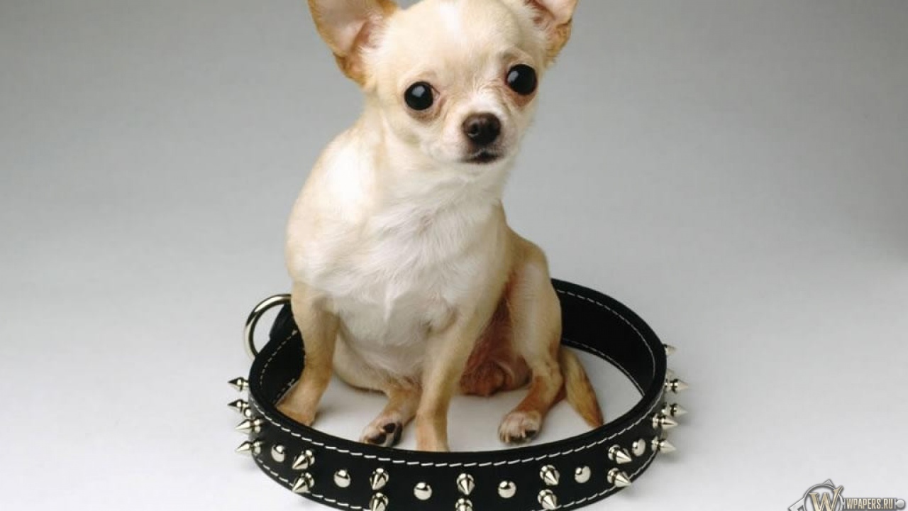 Чихуахуа сидит в ошейнике