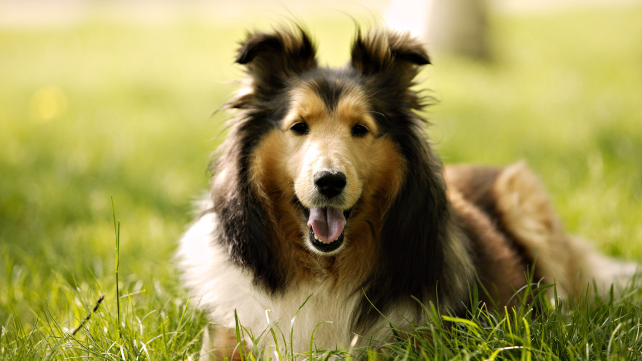 Collie dog on the grass