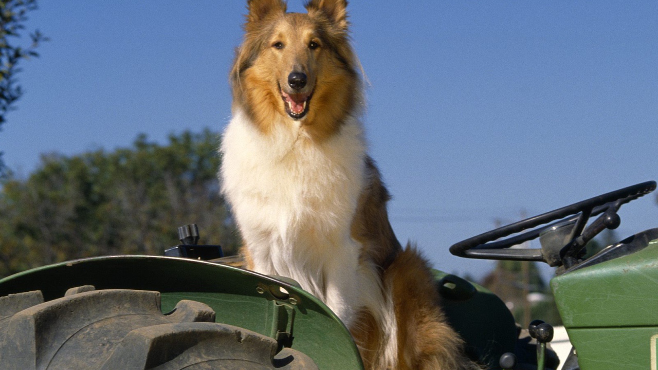 Собака колли на тракторе