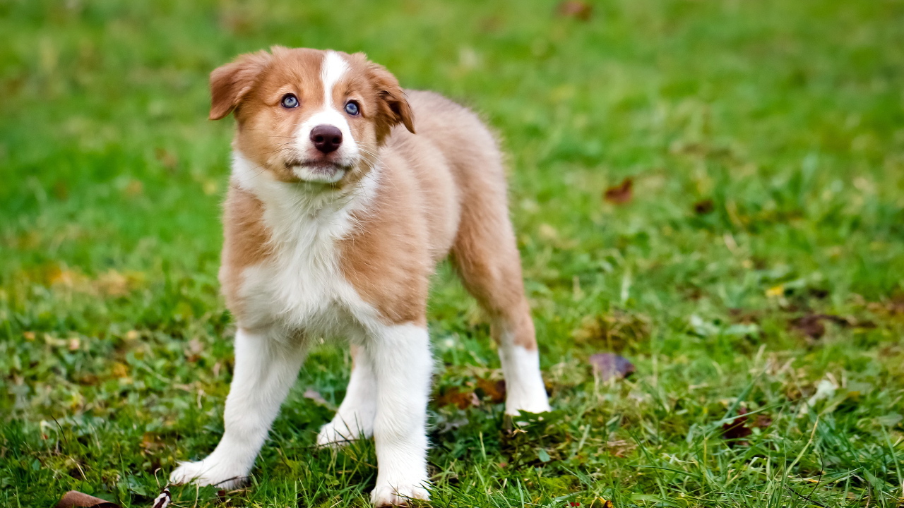 Щенок породы колли