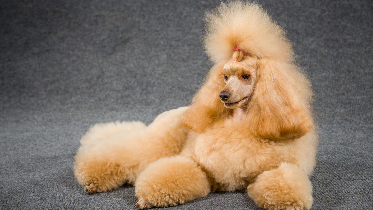 Причесанный пудель лежит