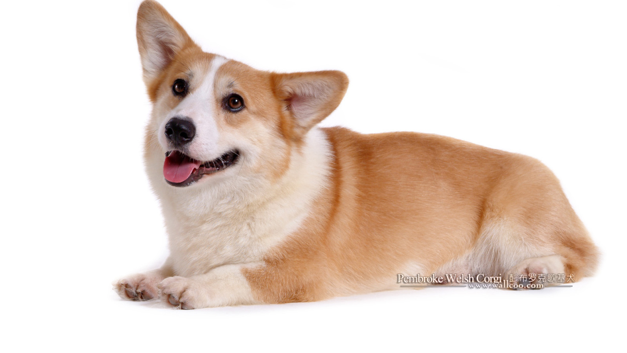 Собака вельш-корги лежит
