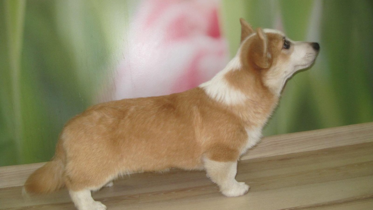 Пес вельш-корги стоит на подоконнике