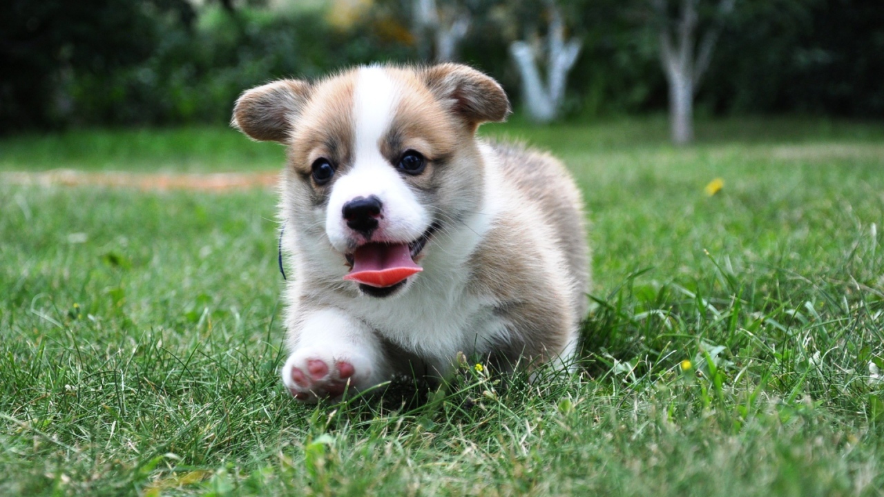 Corgi puppy velsh runs through the grass