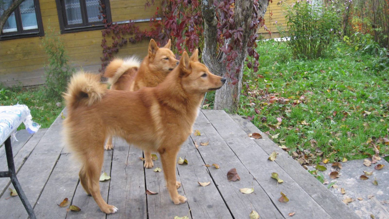 Пара карело-финских лаек