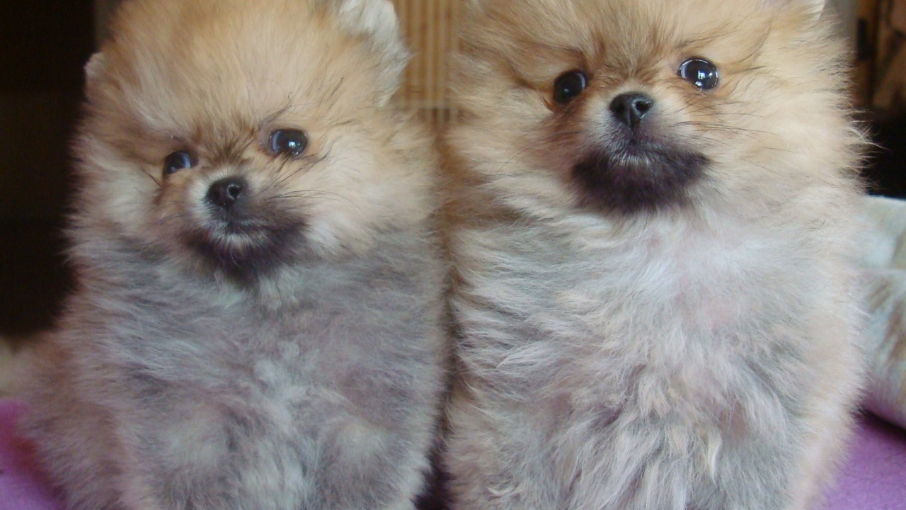 Пара щенков шпица