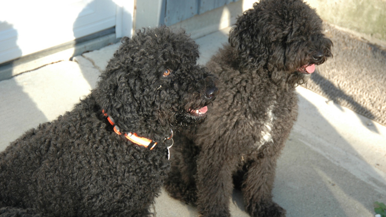 Пара собак барбет