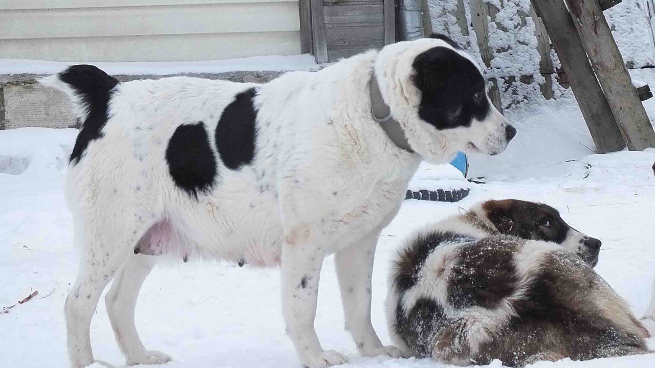 Пара алабаев на снегу