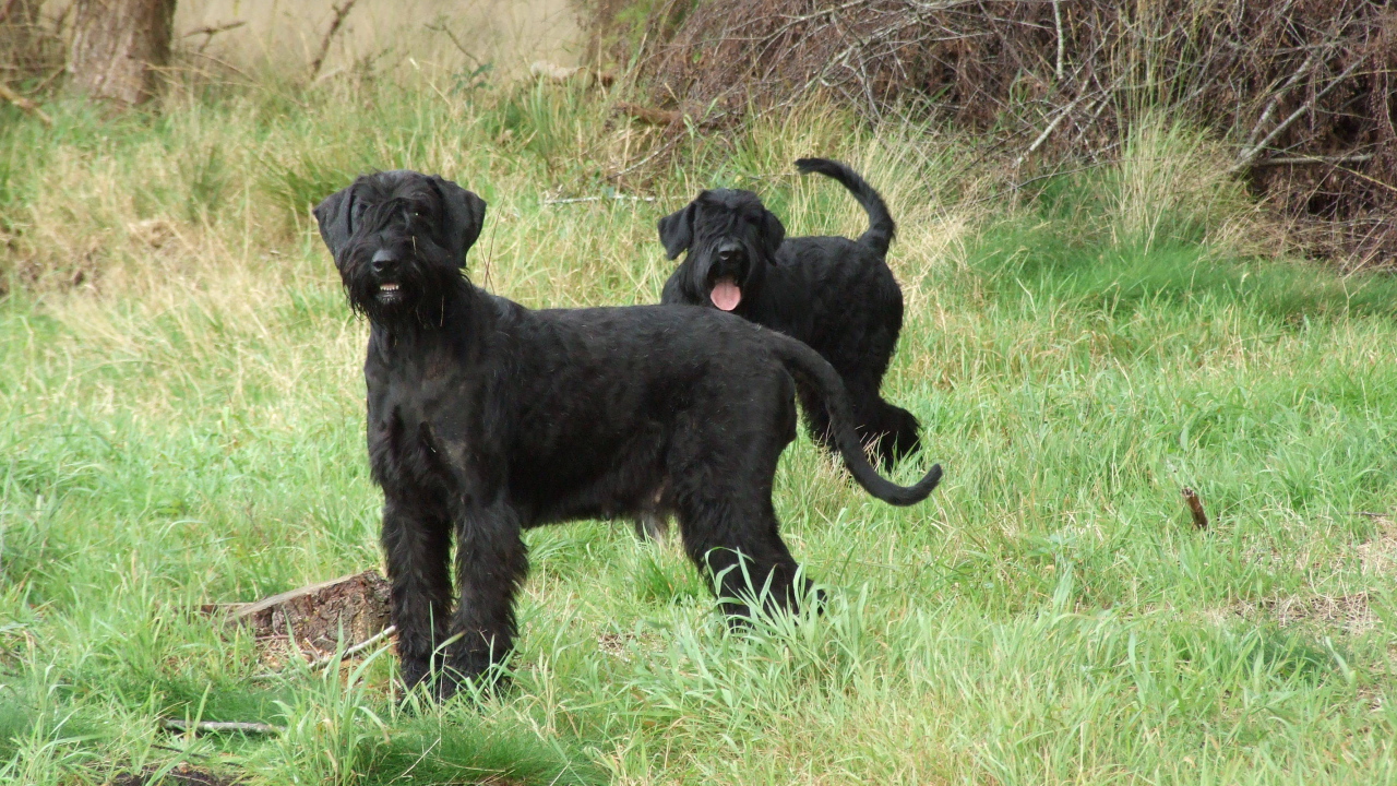 Пара шнауцеров на прогулке