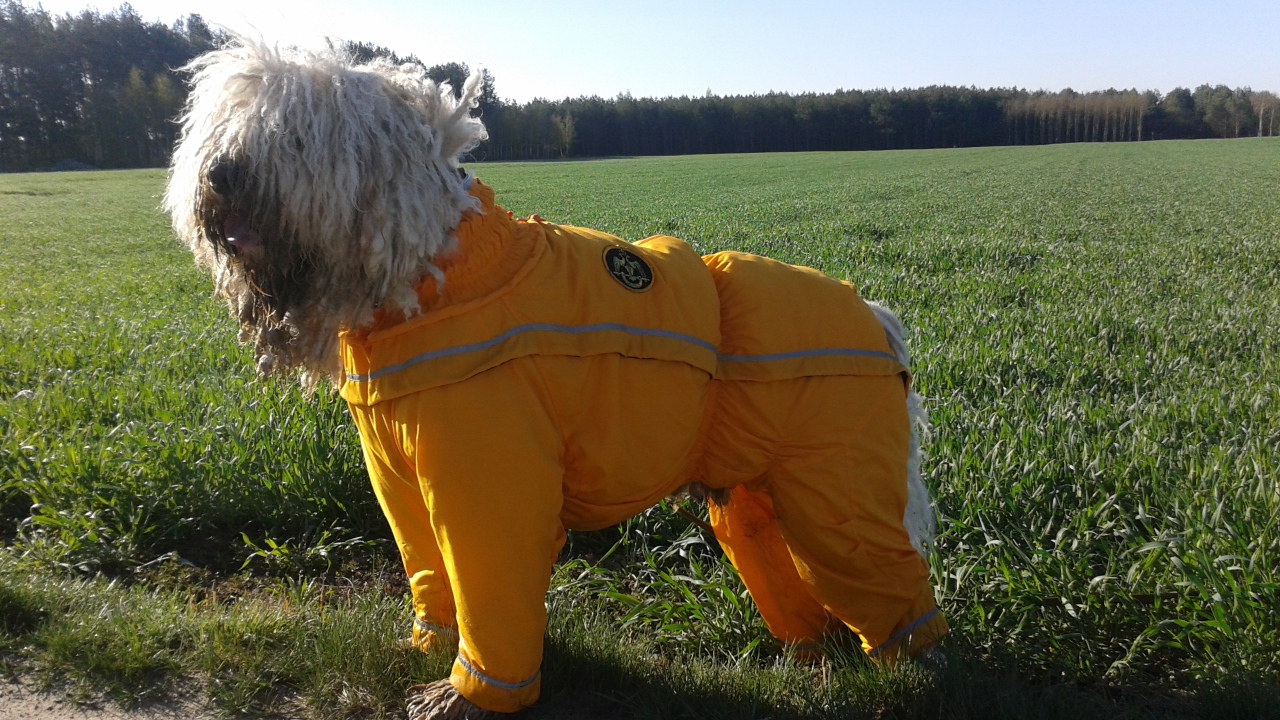 Комбинезон для комондора