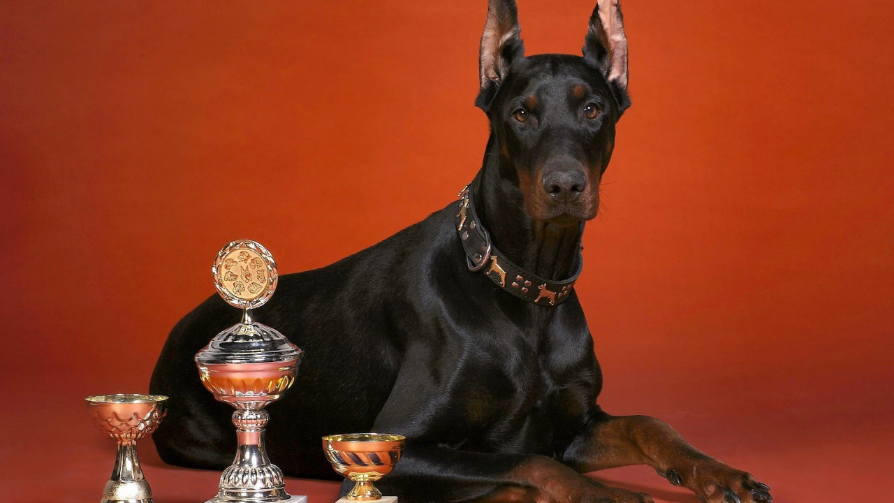 Cups and Doberman