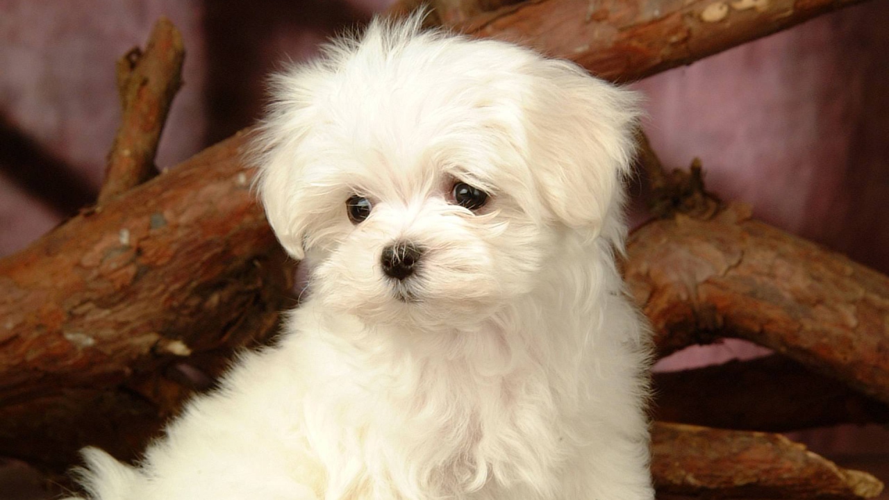 Любопытный белый щенок болонки