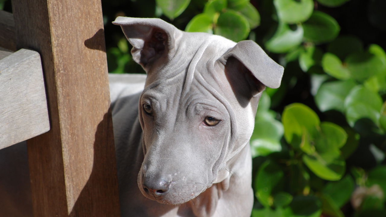 Симпатичный тайский риджбек