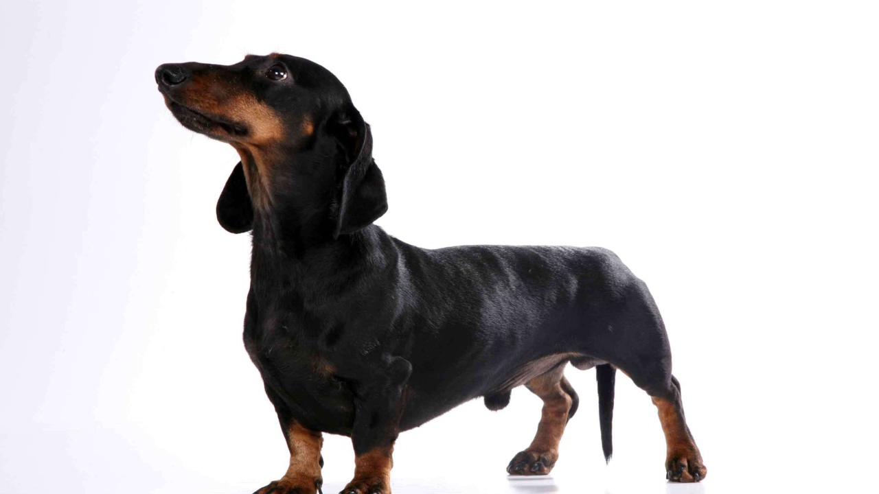 Милая собака такса