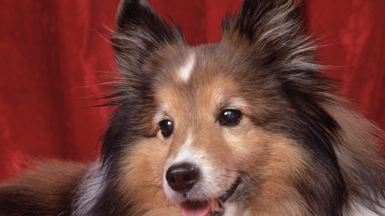 Милая собачка колли