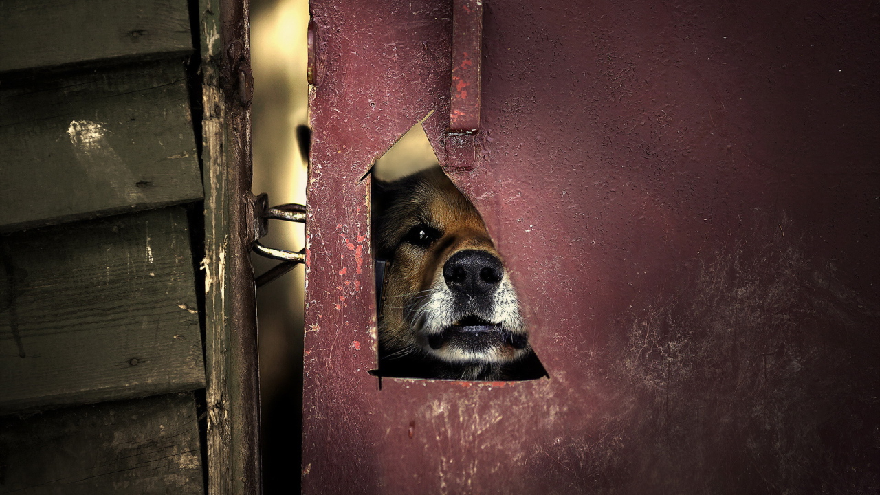 Мордашка милой собаки