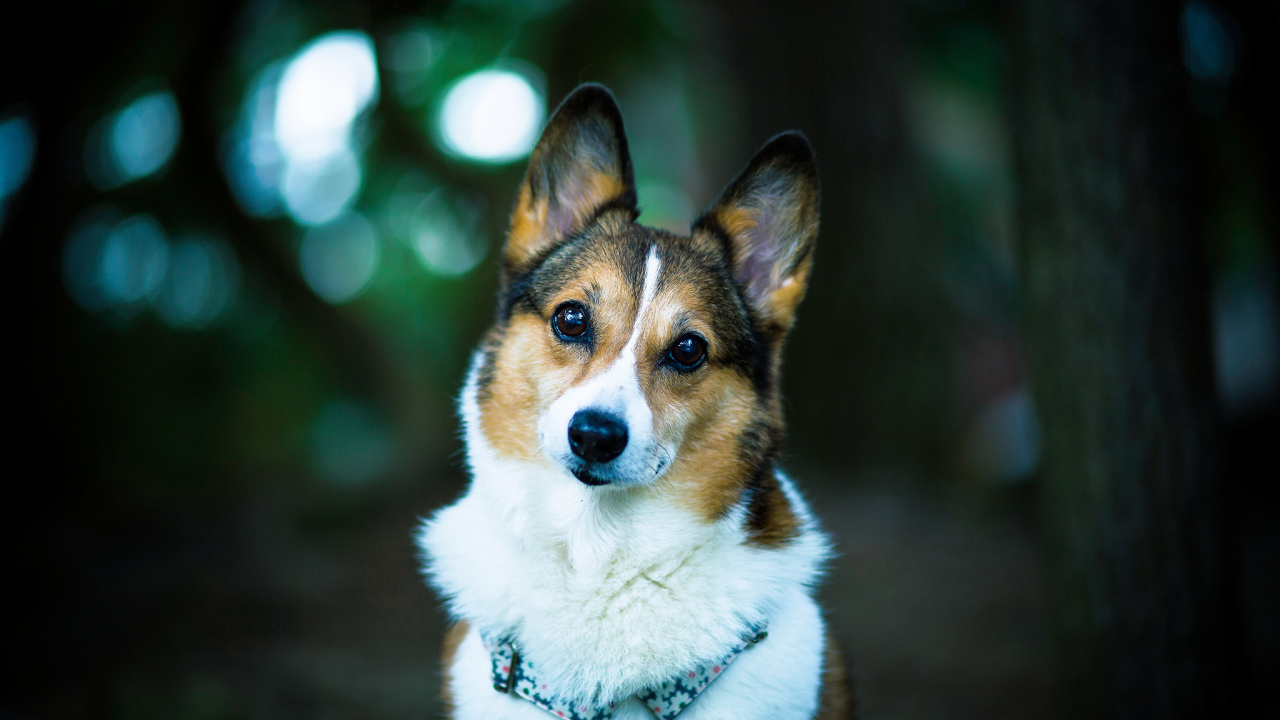 Милая собачка вельш-корги