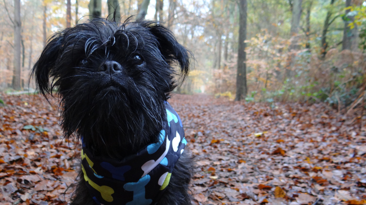 Симпатичный комбинезон аффенпинчера