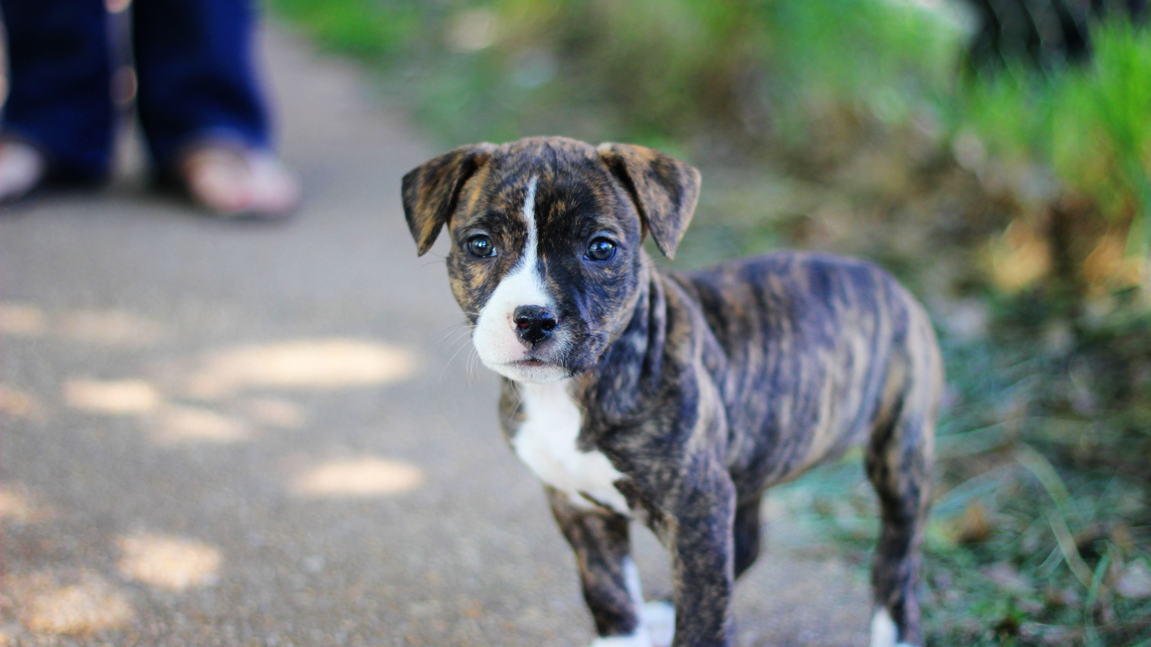Милый щенок питбуля