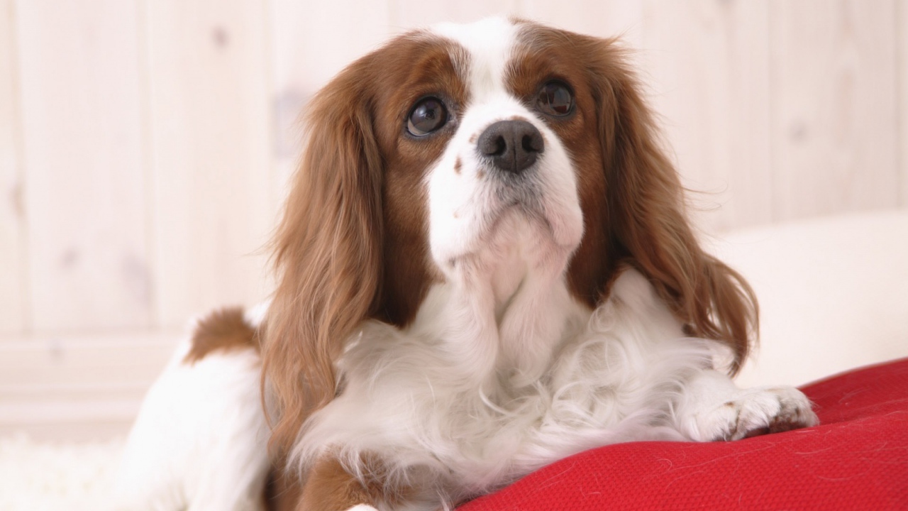 Милашка проснулся