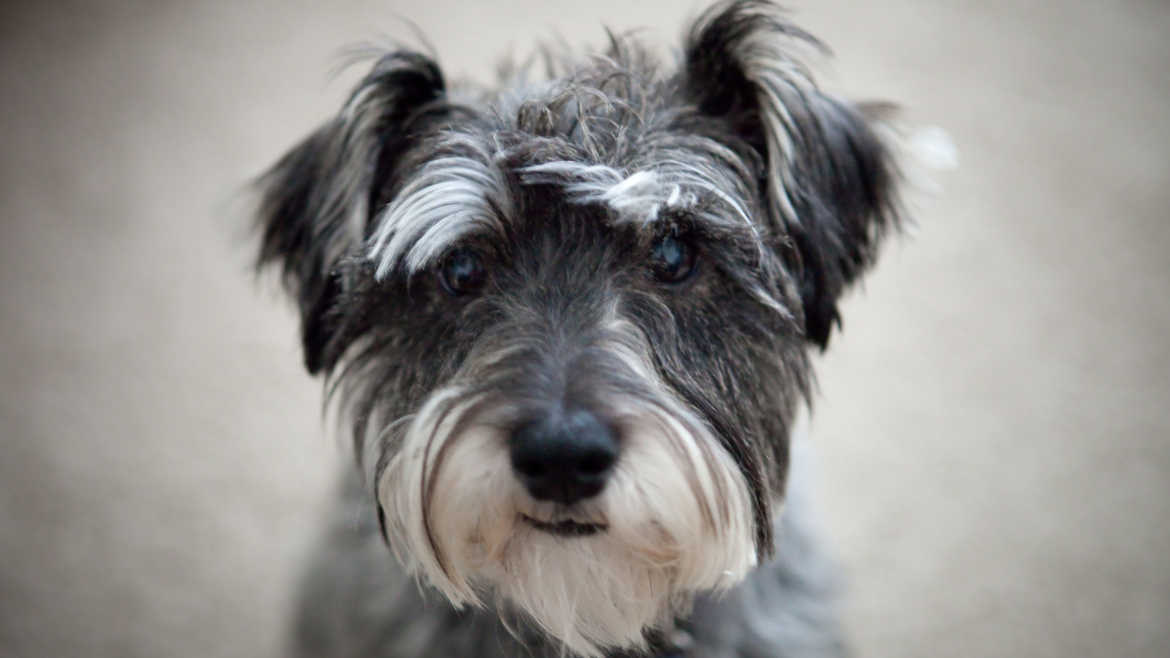 Милашка собака шнауцер