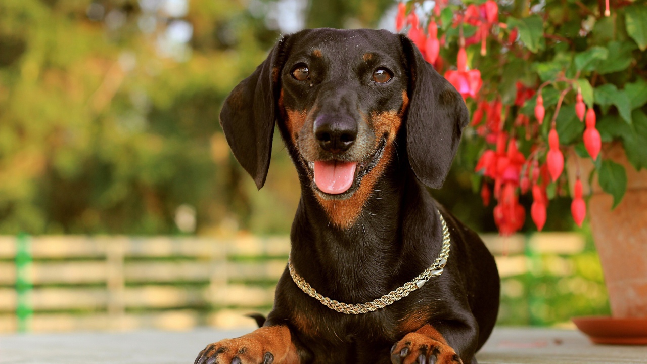 Такса лежит у цветка