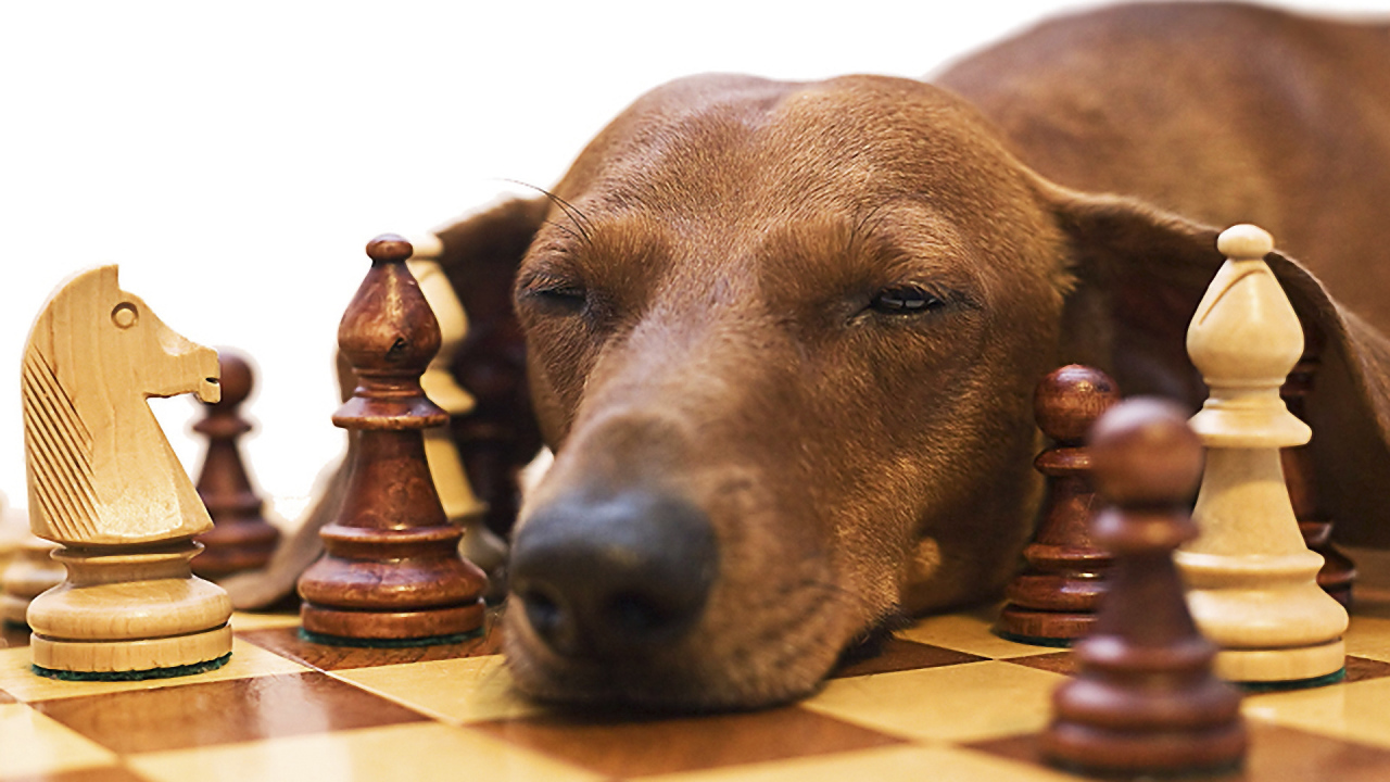 Такса спит среди шахмат