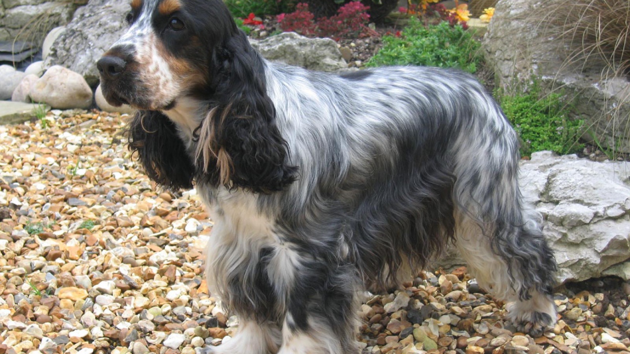 Темный окрас английского кокер спаниеля