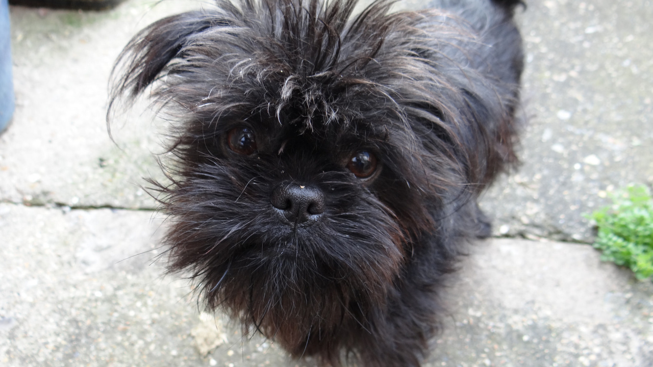 Преданный взгляд аффенпинчера