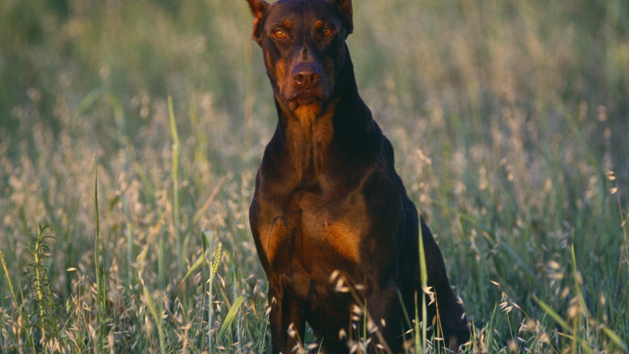 Доберман среди полевой травы